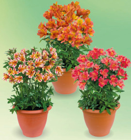 COLIBRIANT 3 ALSTROEMERES ROYALES : 1 HENRI + 1 MARGUERITE + 1 ELISABETH