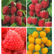 COLIBRIANT 10 FRAMBOISIERS : 4 ZEVA + 2 HERITAGE + 2 TULAMEEN + 2 FALLGOLD