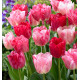 TULIPE TRIOMPHE HEMISPHERE