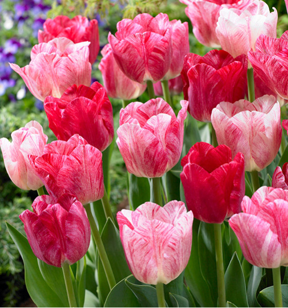 TULIPE TRIOMPHE HEMISPHERE