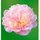 PIVOINE MADAME CALOT