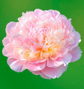 PIVOINE MADAME CALOT