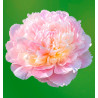 PIVOINE MADAME CALOT