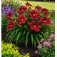 HEMEROCALLE BLOOMFINITY® PINKRIDGE