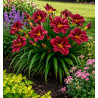 HEMEROCALLE BLOOMFINITY® PINKRIDGE