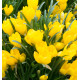COLCHIQUE JAUNE