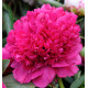 PIVOINE KANSAS