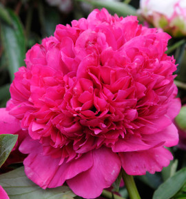 PIVOINE KANSAS