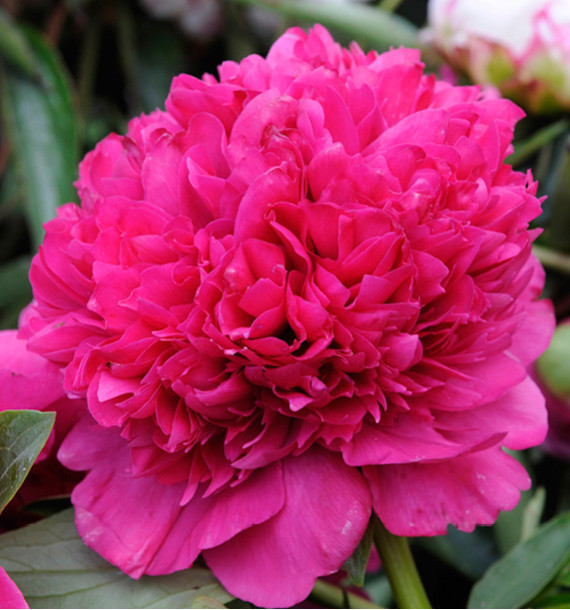PIVOINE KANSAS