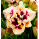HEMEROCALLE ROSWITHA