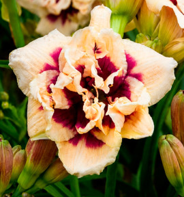 HEMEROCALLE ROSWITHA