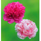 ColiBriant 2 PIVOINES : 1 KANSAS + 1 SARAH BERNHARDT