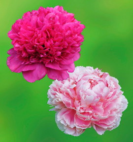 ColiBriant 2 PIVOINES : 1 KANSAS + 1 SARAH BERNHARDT