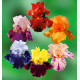 COLIBRIANT 6 IRIS GERMANICA : BURGMEISTER + SULTAN’S PALACE + CHINA DRAGON + WORLD PREMIER + BLATANT + PEACH JAM