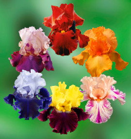 COLIBRIANT 6 IRIS GERMANICA : 1 BURGMEISTER + 1 SULTAN’S PALACE + 1 CHINA DRAGON + 1 WORLD PREMIER + 1 BLATANT + 1 PEACH JAM