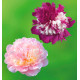 COLIBRIANT 2 PIVOINES HERBACEES : 1 CELEBRITY + MADAME CALOT