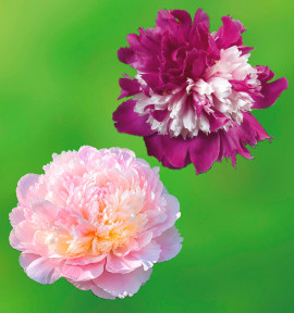 COLIBRIANT 2 PIVOINES HERBACEES : 1 CELEBRITY + MADAME CALOT