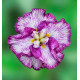 IRIS ENSATA HARLEQUINESQUE