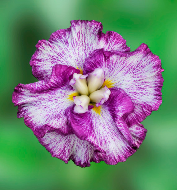 IRIS ENSATA HARLEQUINESQUE