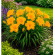 HEMEROCALLE BLOOMFINITY® AUREATE