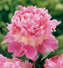 PIVOINE MONSIEUR JULES ELIE