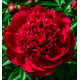 PIVOINE LOUIS VAN HOUTTE