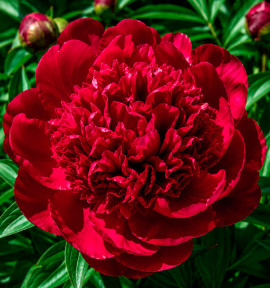 PIVOINE LOUIS VAN HOUTTE