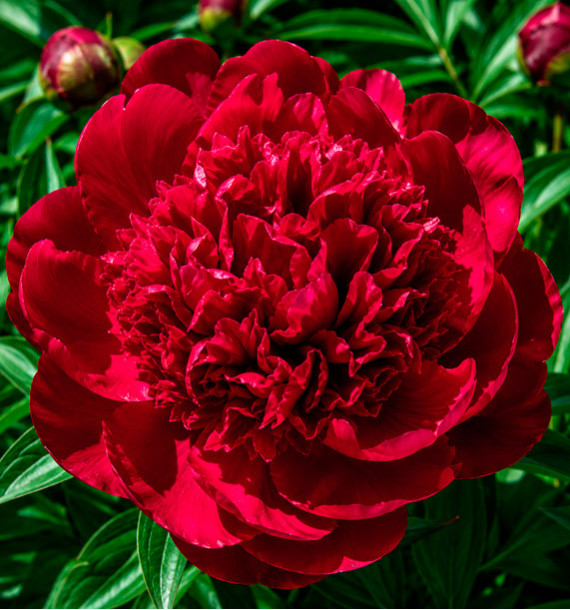 PIVOINE LOUIS VAN HOUTTE