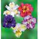 COLIBRIANT 5 IRIS : 1 LEDGER'S VARIETY + 1 JACK ATTACK + 1 KABOOM + 1 YELLOW TAIL + 1 HARLEQUINESQUE