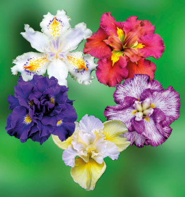 COLIBRIANT 5 IRIS : 1 LEDGER'S VARIETY + 1 JACK ATTACK + 1 KABOOM + 1 YELLOW TAIL + 1 HARLEQUINESQUE