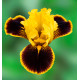 IRIS PUMILA HOT