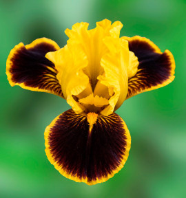 IRIS PUMILA HOT