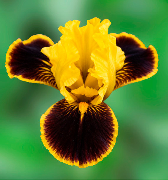 IRIS PUMILA HOT
