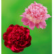 COLIBRIANT 2 PIVOINES HERBACEES : 1 MONSIEUR JULES ELIE + LOUIS VAN HOUTTE
