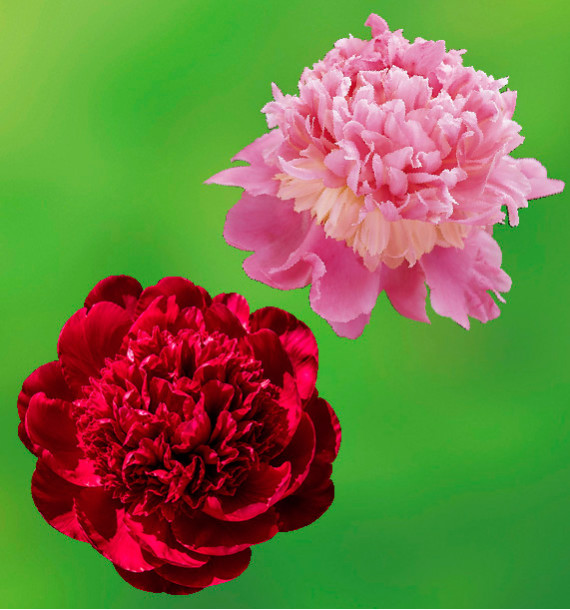 COLIBRIANT 2 PIVOINES HERBACEES : 1 MONSIEUR JULES ELIE + LOUIS VAN HOUTTE