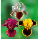 COLIBRIANT 3 IRIS PUMILA : 1 RED HEART + 1 LADY IN RED + 1 HOT