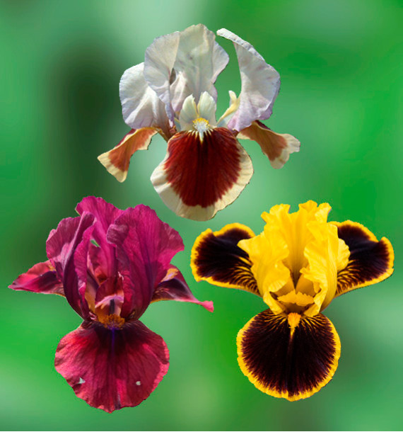 COLIBRIANT 3 IRIS PUMILA : 1 RED HEART + 1 LADY IN RED + 1 HOT