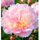 PIVOINE MADAME CALOT