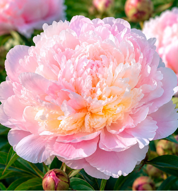 PIVOINE MADAME CALOT