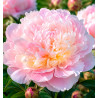 PIVOINE MADAME CALOT