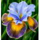 IRIS DE SIBERIE PEACOCK BUTTERFLY UNCORKED