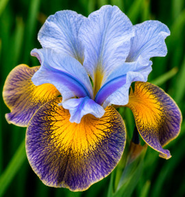 IRIS DE SIBERIE PEACOCK BUTTERFLY UNCORKED
