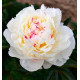 PIVOINE MARIE LEMOINE