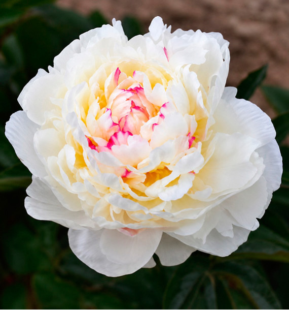 PIVOINE MARIE LEMOINE