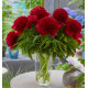 PIVOINE HERBACEE RED CHARM