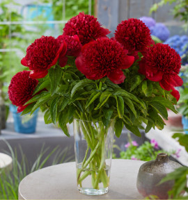 PIVOINE HERBACEE RED CHARM