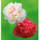 COLIBRIANT 2 PIVOINES : 1 MARIE LEMOINE + 1 FELIX CROUSSE