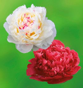 COLIBRIANT 2 PIVOINES : 1 MARIE LEMOINE + 1 FELIX CROUSSE
