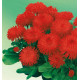 PAQUERETTE HABANERA ROUGE