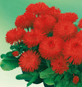 PAQUERETTE HABANERA ROUGE